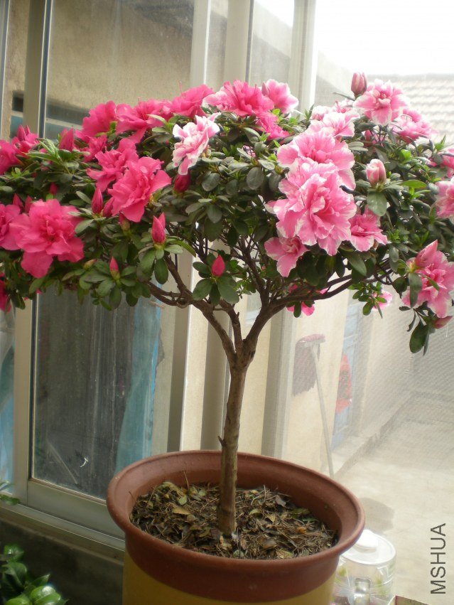 DSCN4406.JPG