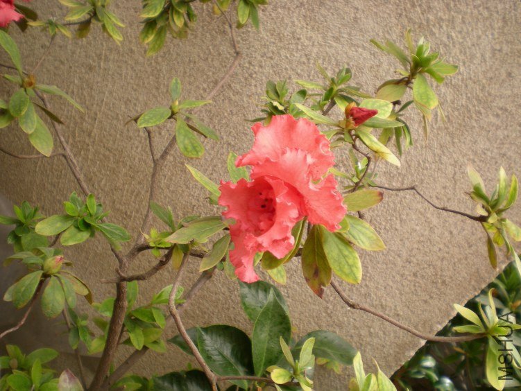 DSCN4411.JPG