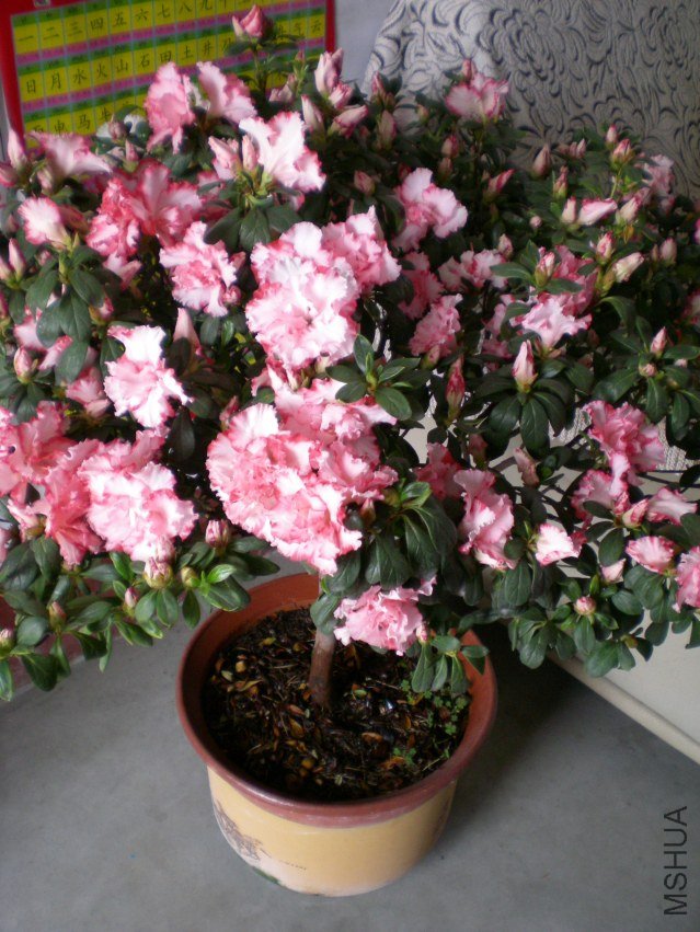 DSCN4472.JPG
