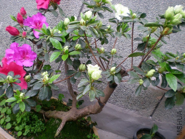 DSCN4513.JPG