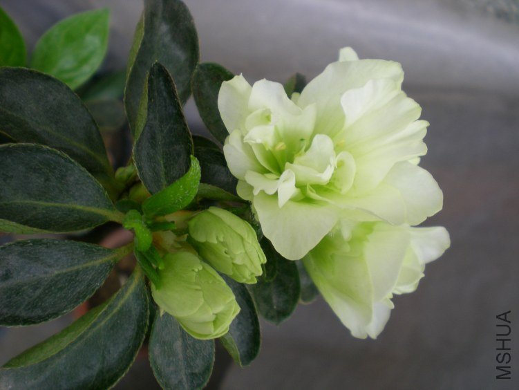 DSCN4528.JPG