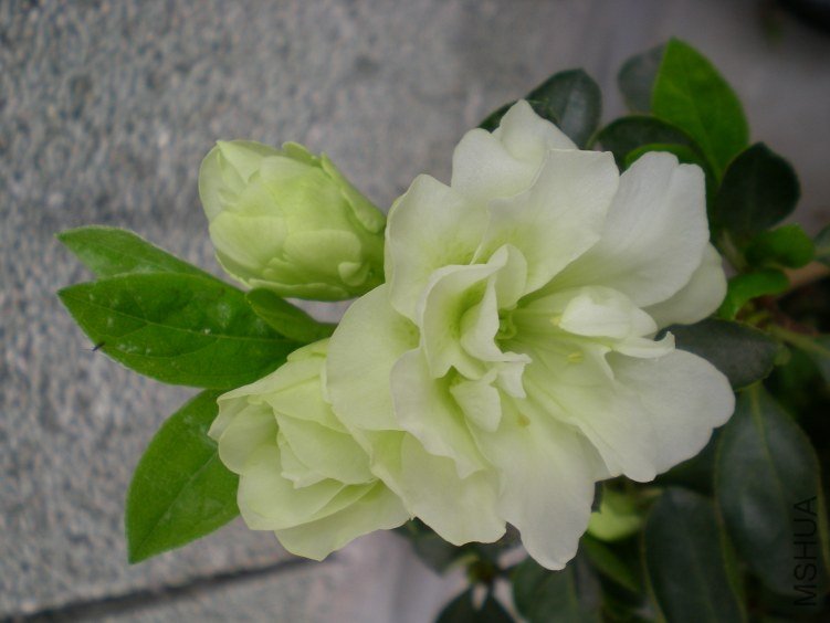 DSCN4529.JPG