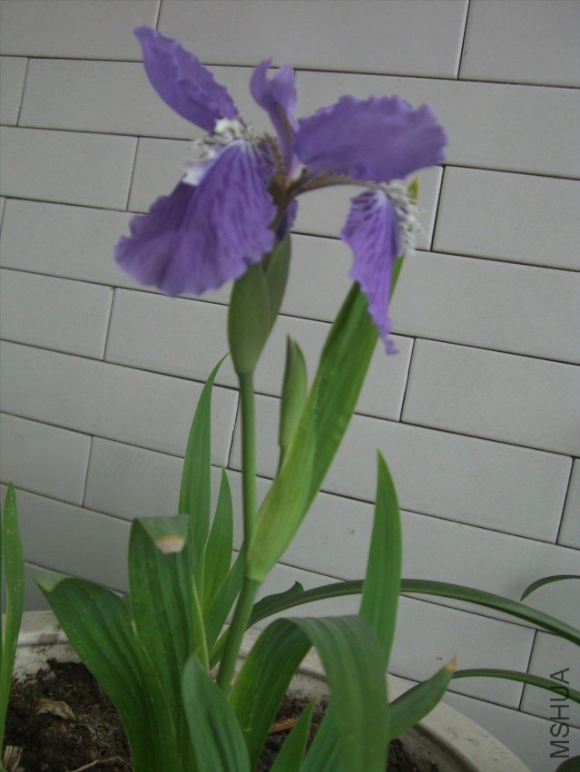 CIMG7456.JPG
