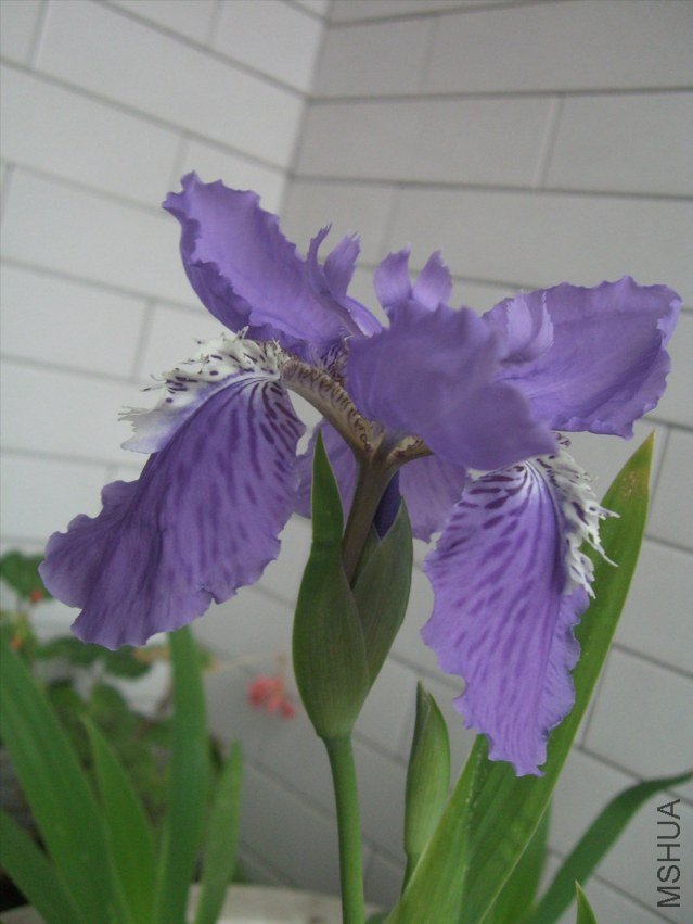 CIMG7458.JPG
