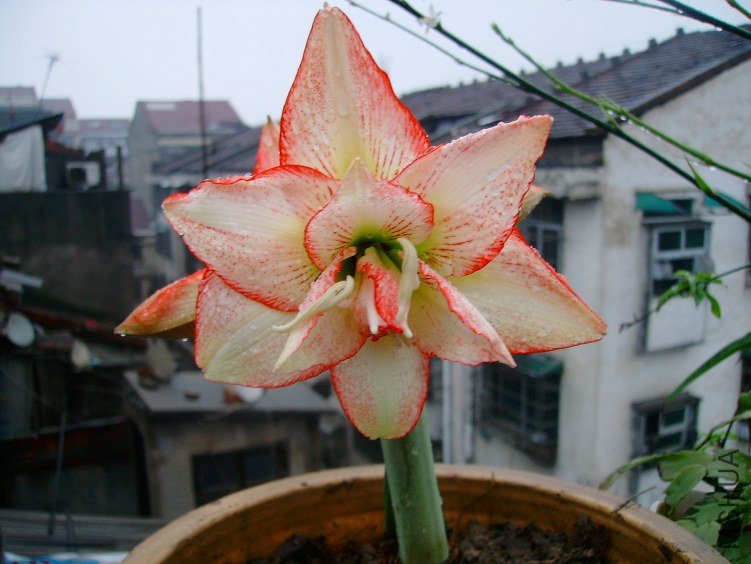 SANY0001.JPG