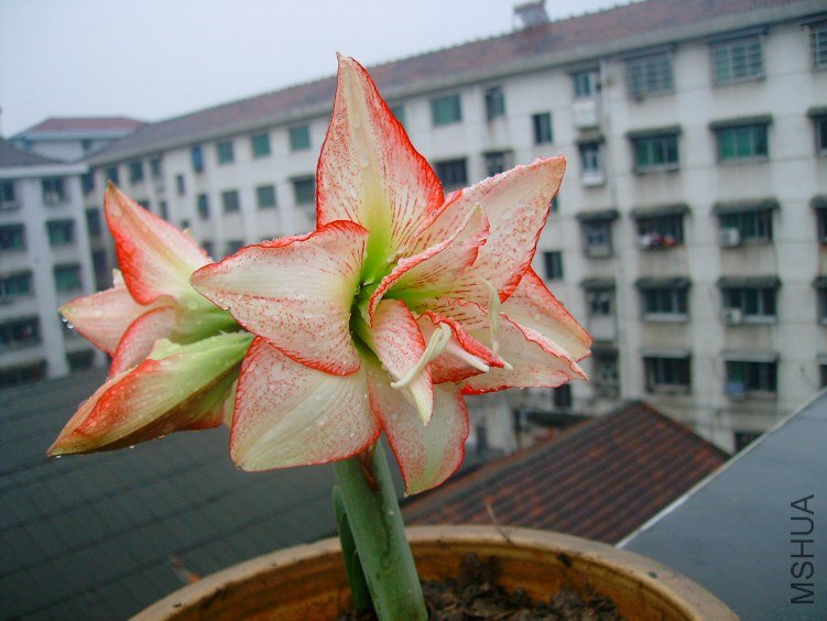 SANY0003.JPG