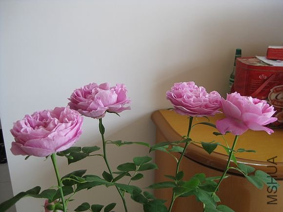 �¼��� 249.jpg