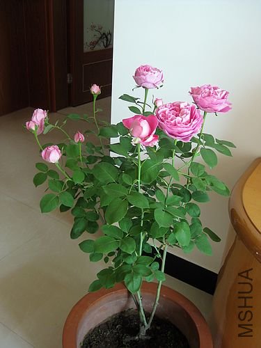 �¼��� 219.jpg