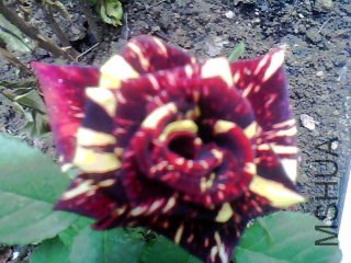 20120430_1115_0.jpg