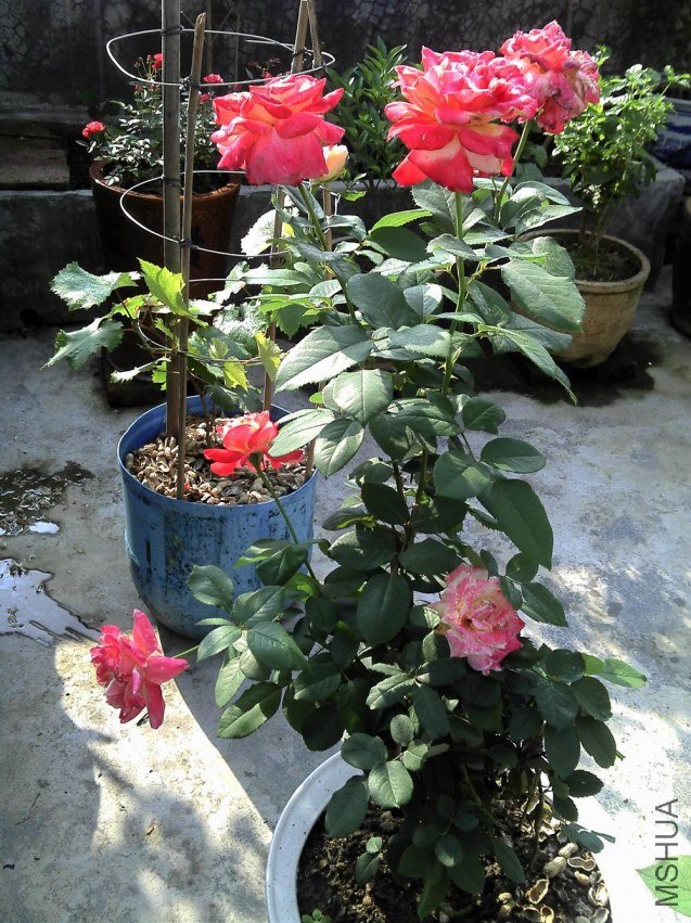2012-04-22_08-19-01_237.jpg