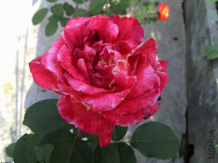 2012-04-22_08-18-43_374.jpg