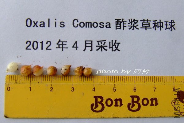 comosa.jpg