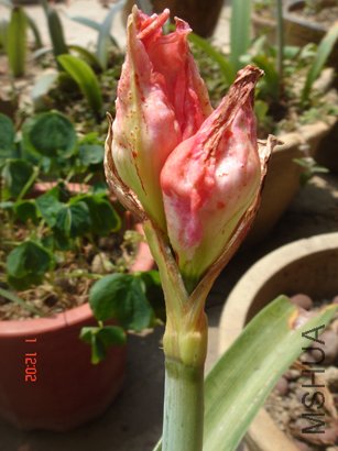 DSC02538.jpg