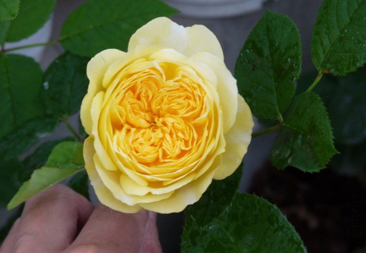 P1070973.jpg