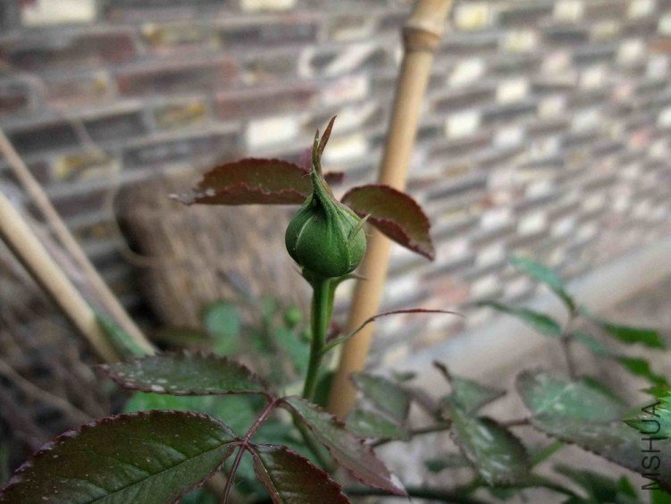 DSCF4095.JPG