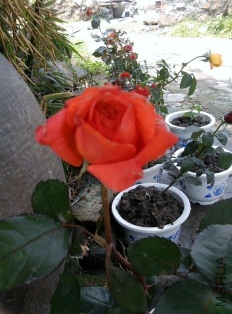 ��Ƭ0350 (480x640).jpg