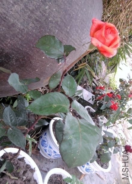��Ƭ0351 (480x640).jpg