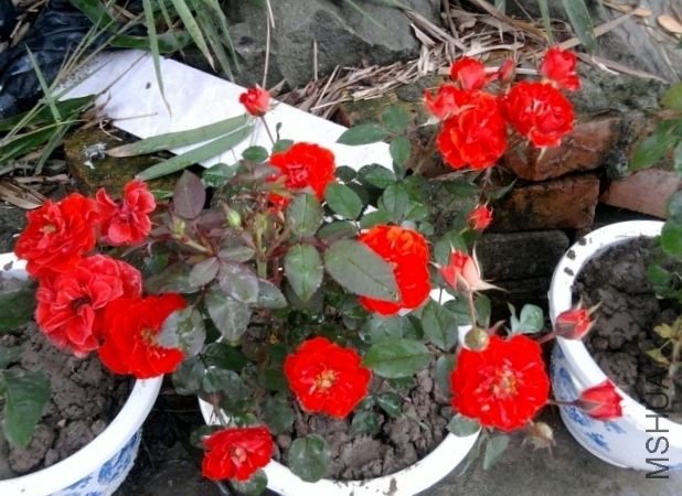 ��Ƭ0358 (640x480).jpg