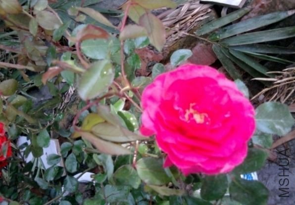 ��Ƭ0361 (640x480).jpg