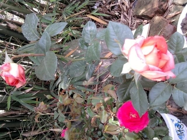 ��Ƭ0364 (640x480).jpg