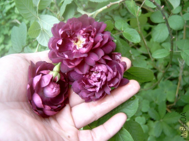S4100004.JPG