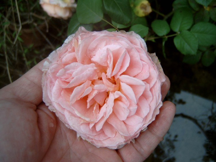 S4100010.JPG