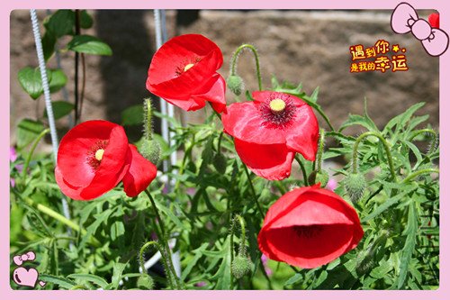 ��Ƭ 008_����4.jpg