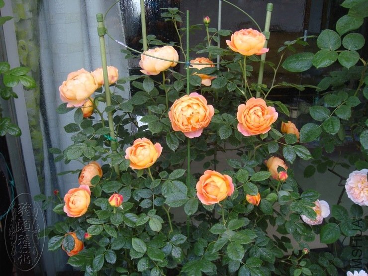7.JPG