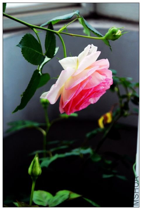 nEO_IMG_DSC02217.jpg