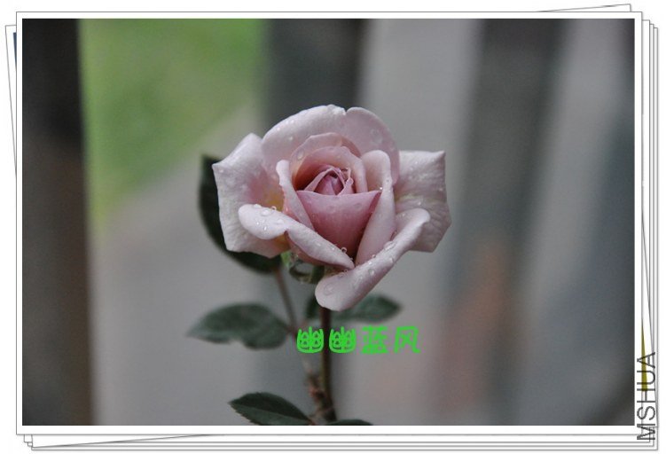 DSC_1031_����.jpg