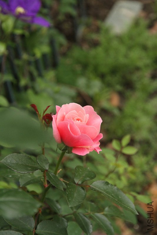 IMG_2656.JPG