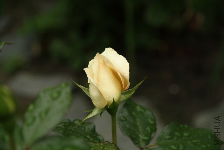 IMG_2557.JPG