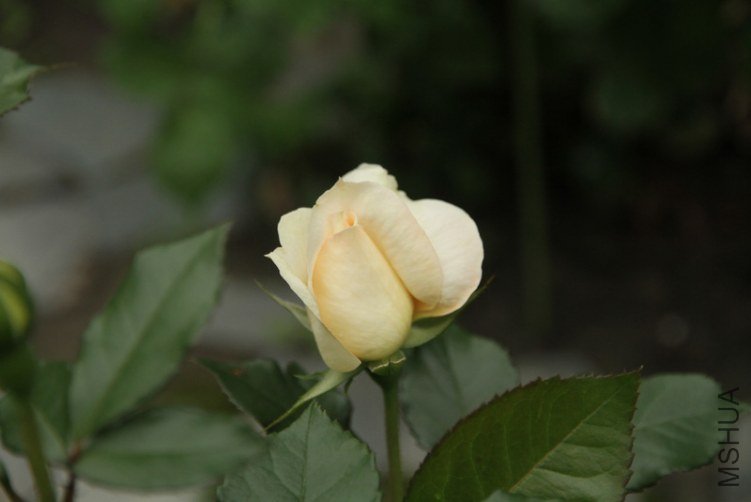IMG_2633.JPG