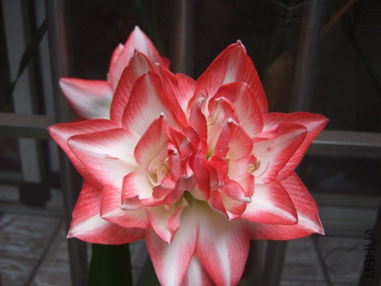 ��Ƭ 009.jpg