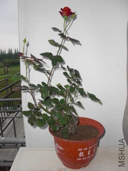 CIMG3800.JPG