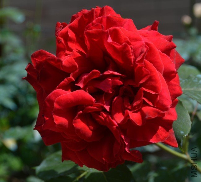 �ڷ��ˣ������˴��