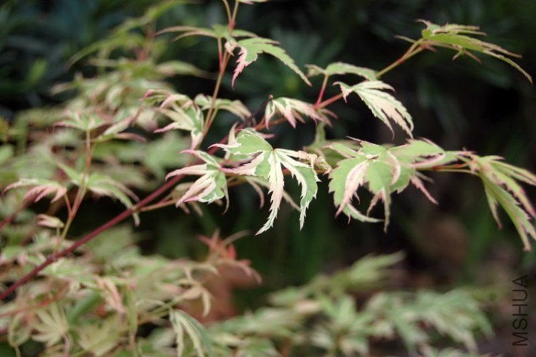 DSC_02350235.JPG