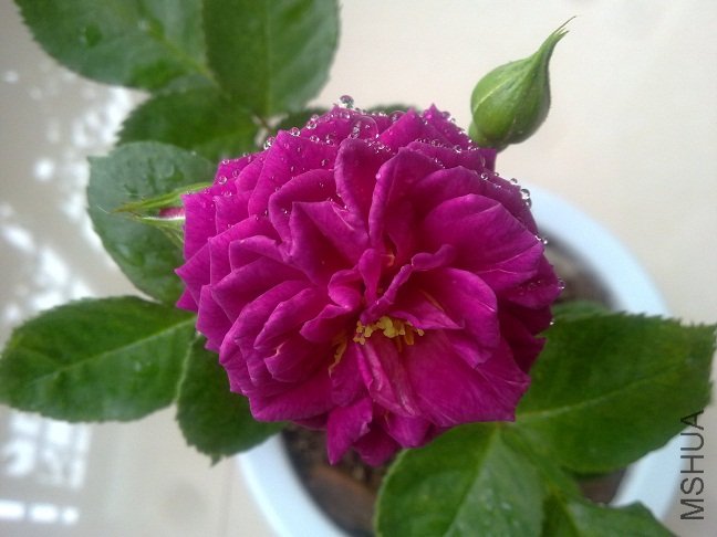 20120412212.jpg