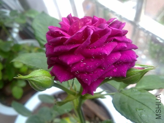 20120412225.jpg