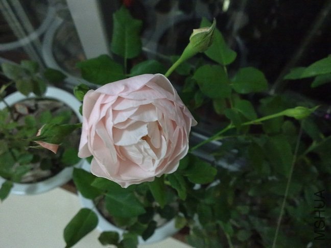 20120502395.jpg