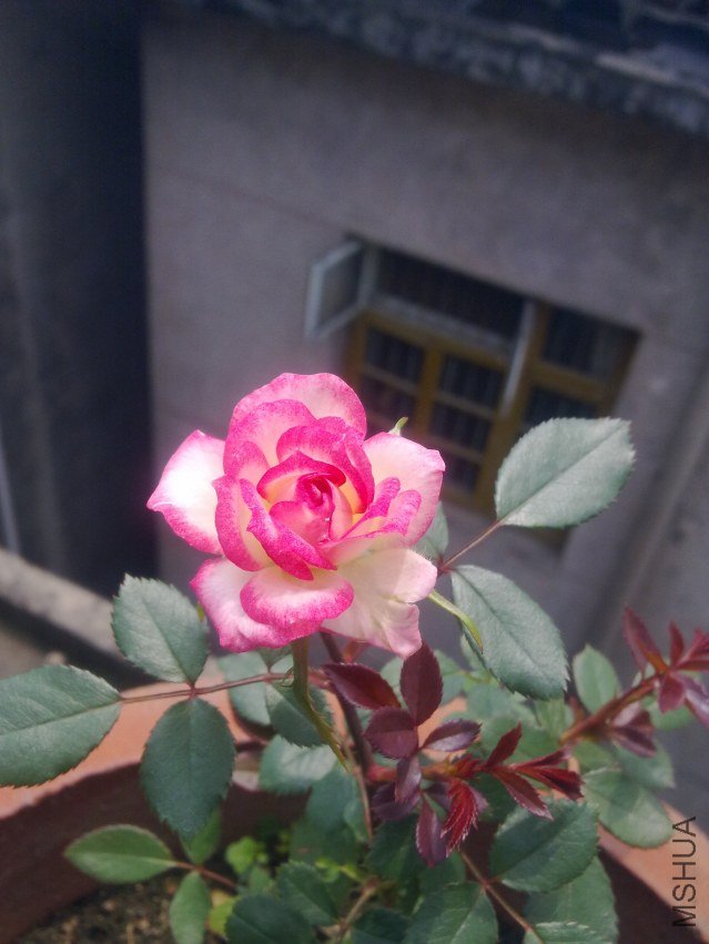 201204291017.jpg