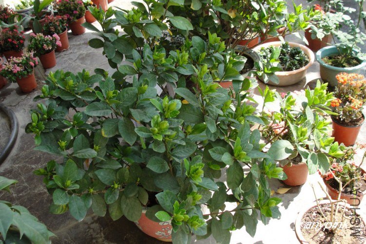 DSC03881-1.jpg