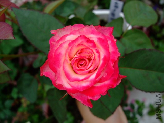 DSCF0251.JPG