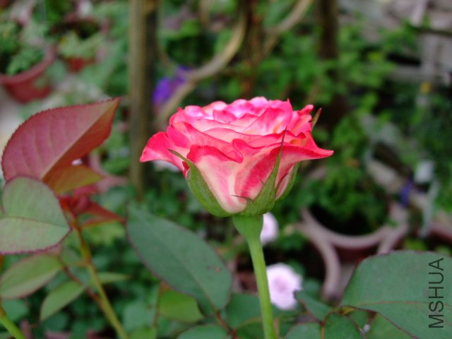 DSCF0252.JPG