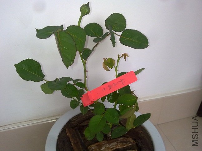 20120428345.jpg