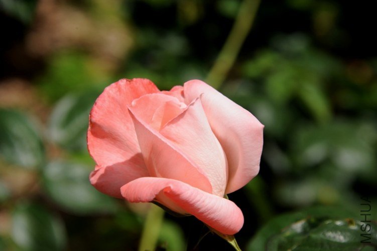 DSC_2572-SS.jpg
