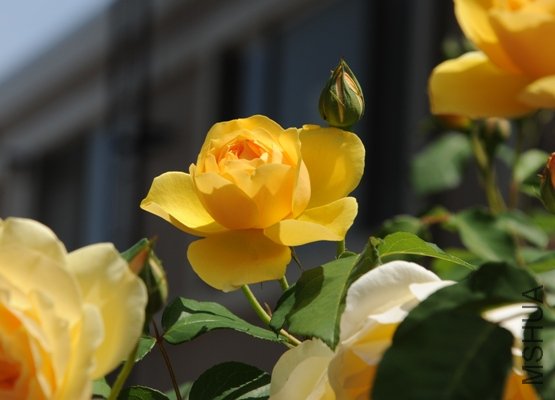 DSC_2563-SS.jpg