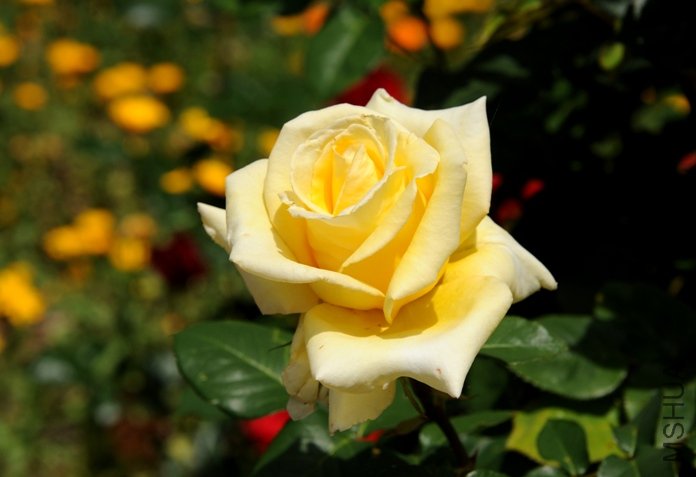 DSC_2557-SS.jpg