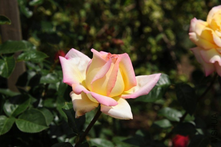 DSC_2556-SS.jpg