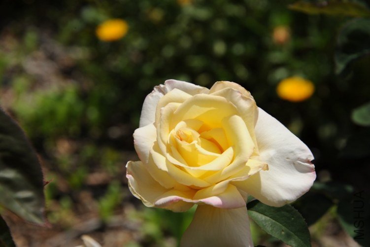 DSC_2554-SS.jpg